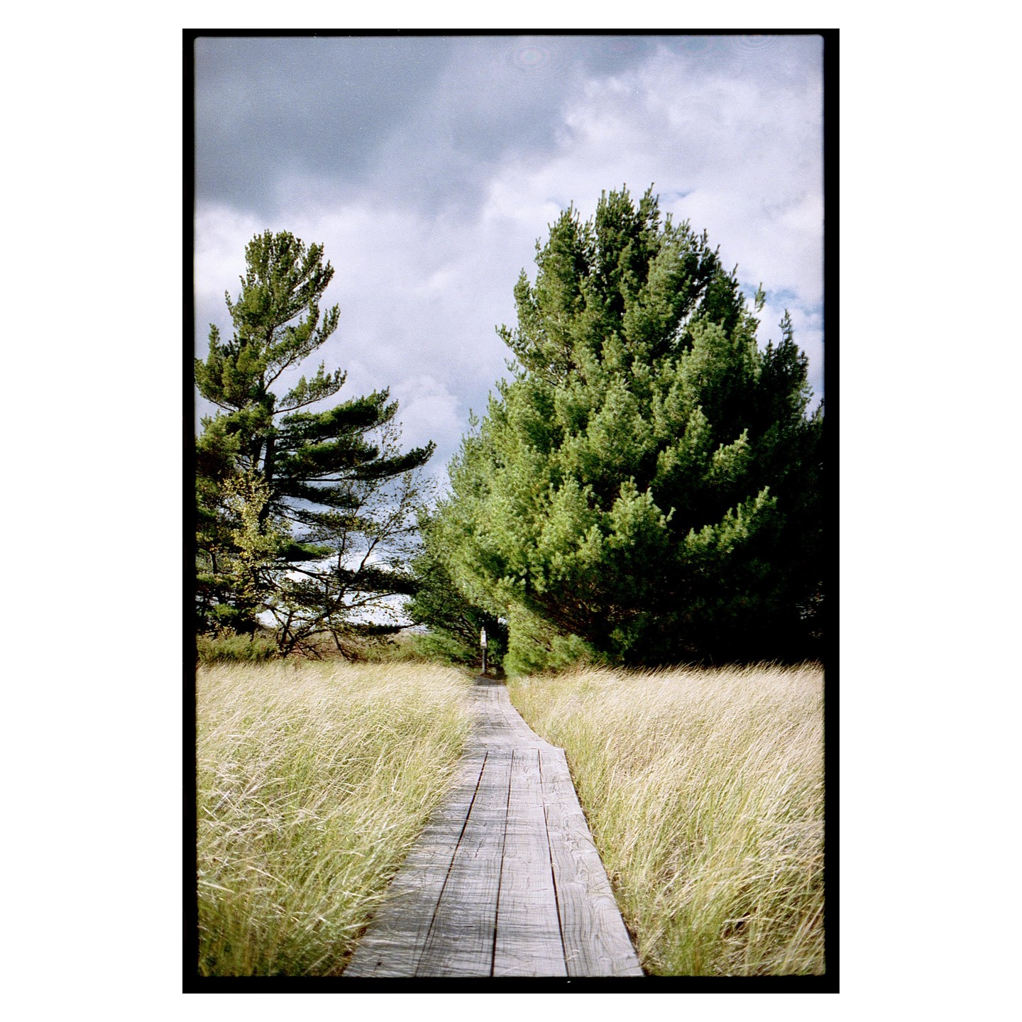 A wooden boardwalk stretches through tall grass towards a distant tree line under a cloudy sky.