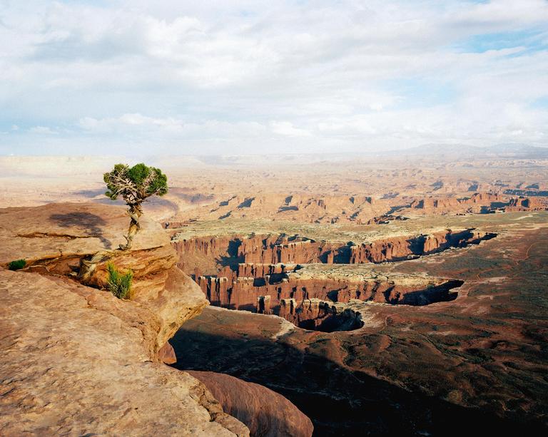 A small tree grows on the edge of a cliff overlooking a vast canyon landscape under a cloudy sky.