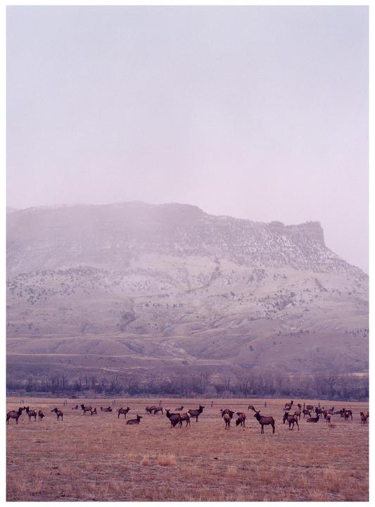 A herd of elk graze in a field with a snow-dusted mountain in the background.