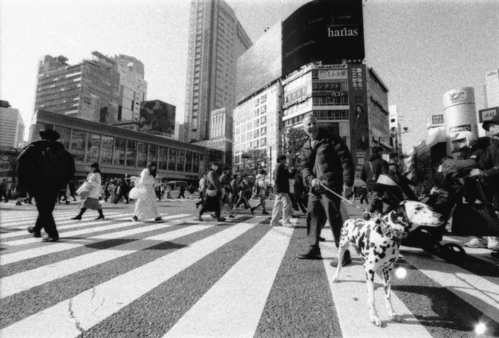 A man walks a dalmatian across a busy street crossing in a city.