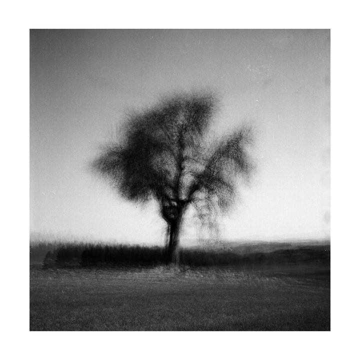 A blurry tree stands in a field with a hazy horizon.