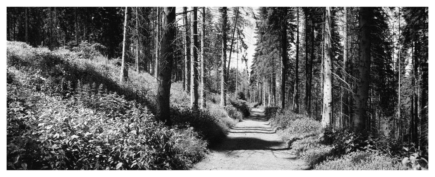 A path winds through a dense forest with tall trees and abundant undergrowth.