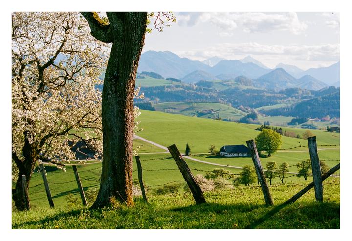 A blooming tree and a large tree trunk frame a view of rolling green hills, a house, and distant mountains under a cloudy sky.