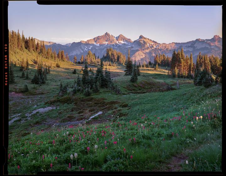 A field of wildflowers and trees sits in front of a mountain range under a clear sky.