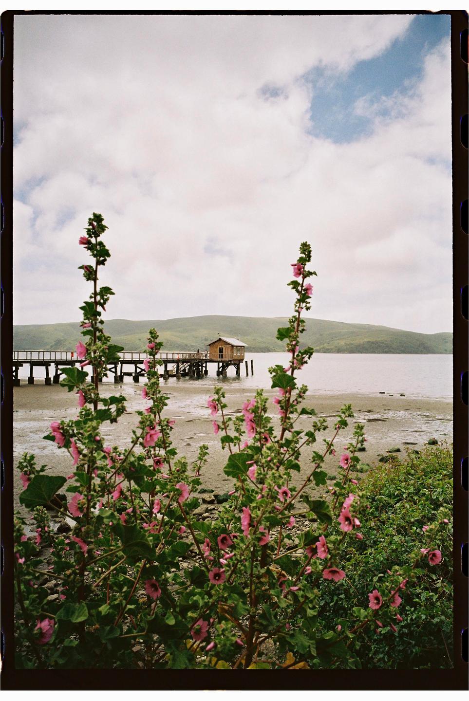 Pink flowers grow in the foreground with a pier and a small building over the water in the background.