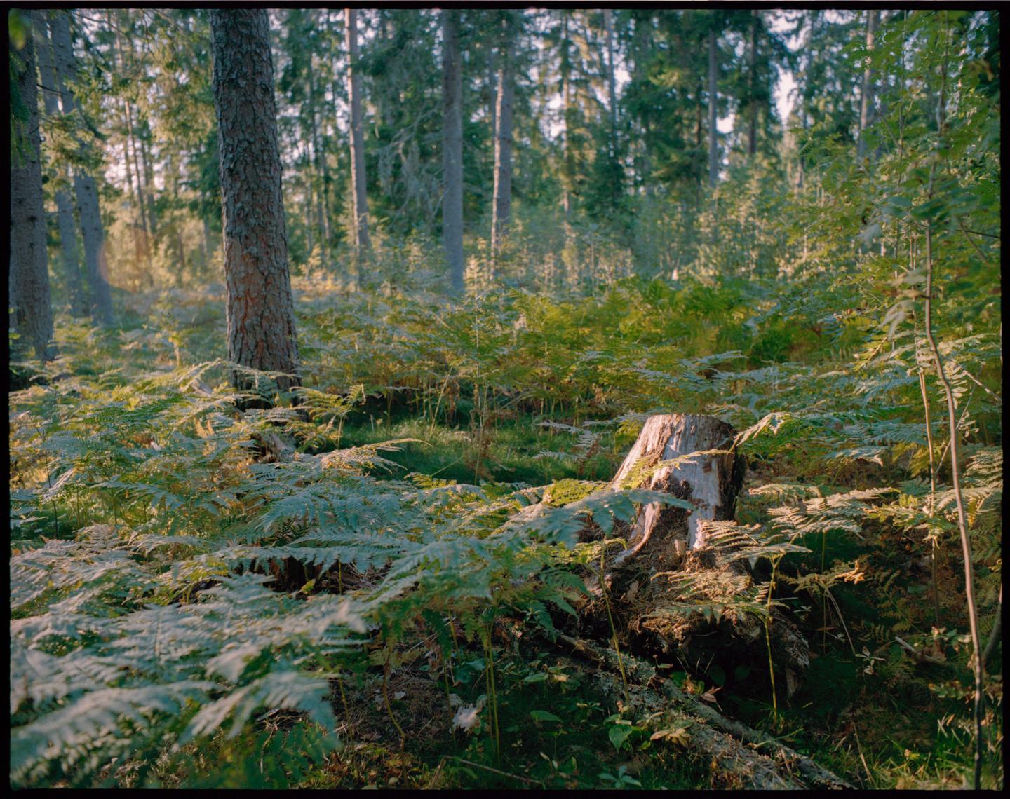 Sunlight illuminates a forest floor covered in ferns and a tree stump.