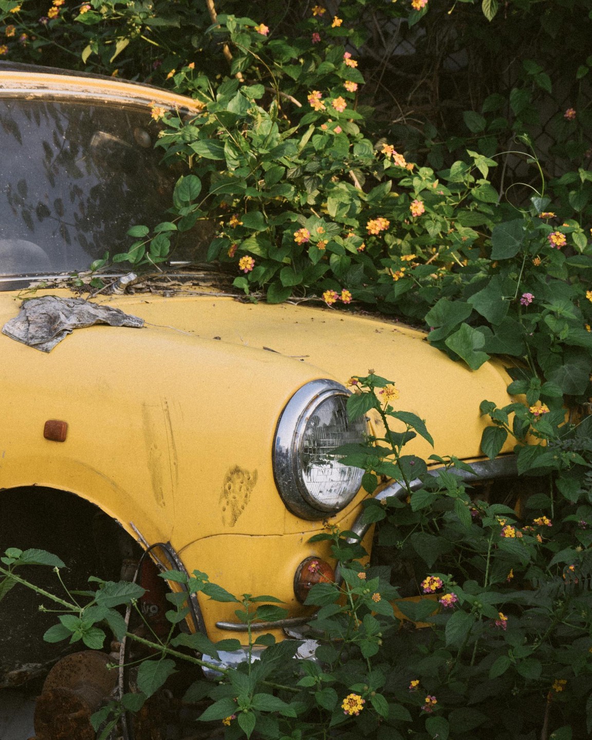 A yellow car is overgrown with green foliage and small yellow and pink flowers.