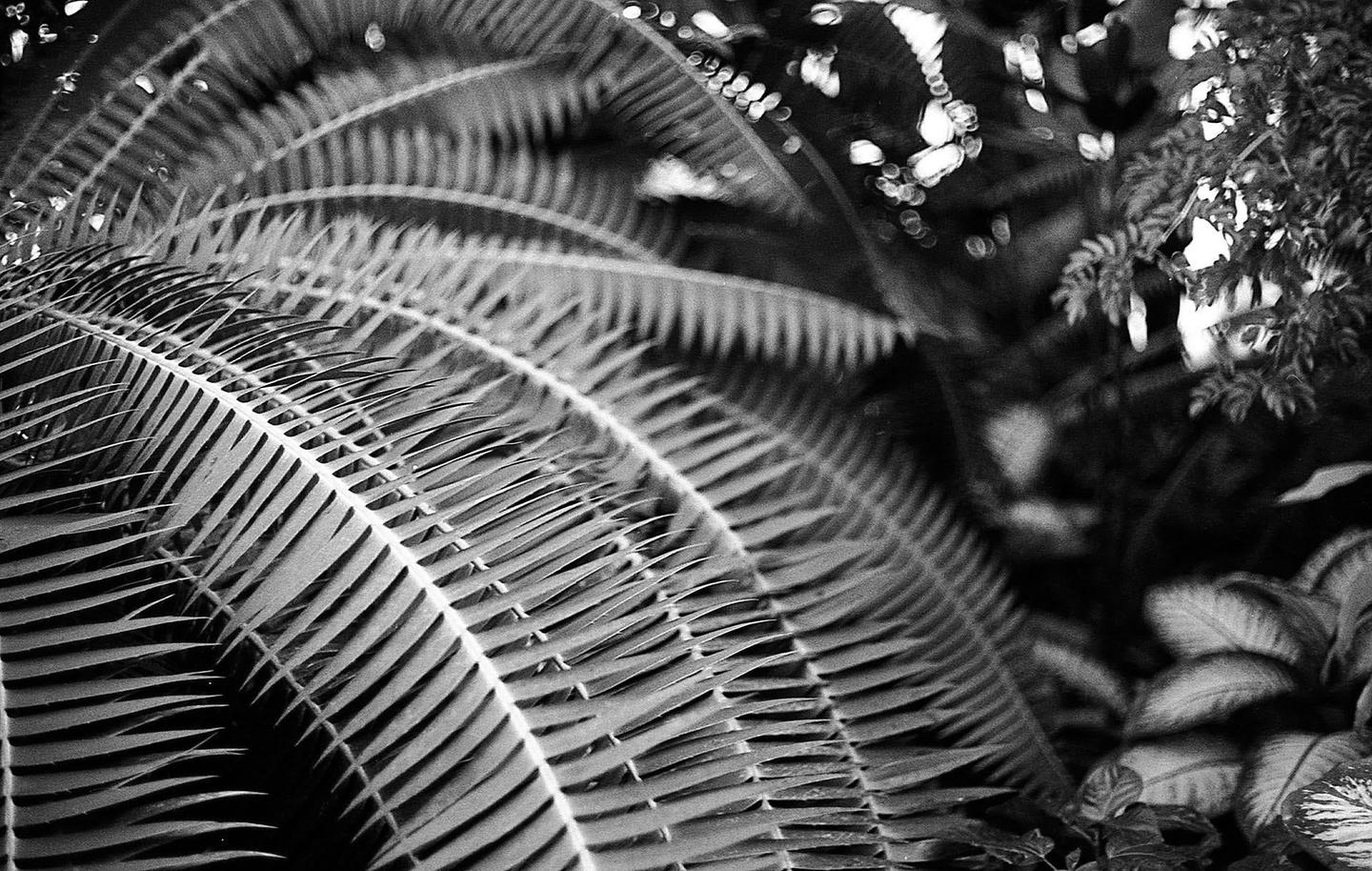 A close-up view shows the fronds of a fern plant with other foliage in the background.