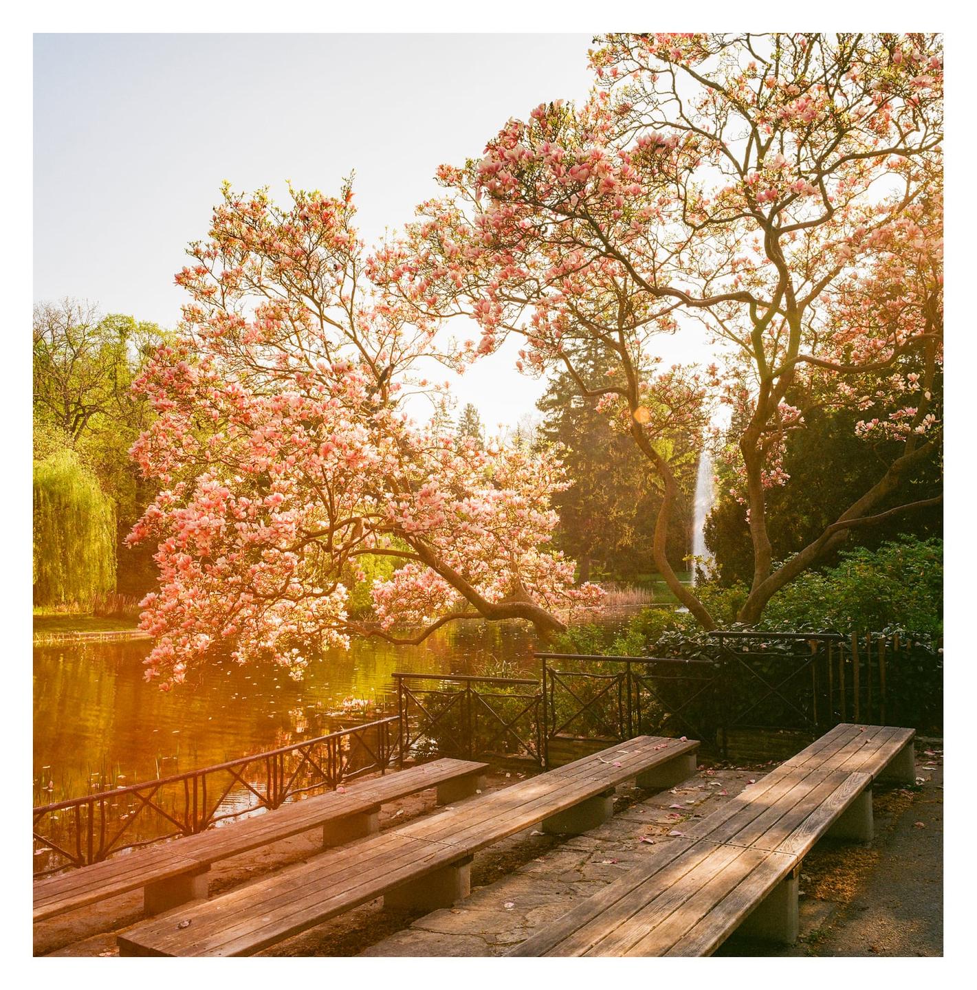 A large magnolia tree with pink blossoms hangs over a pond with benches in the foreground and a fountain in the background.