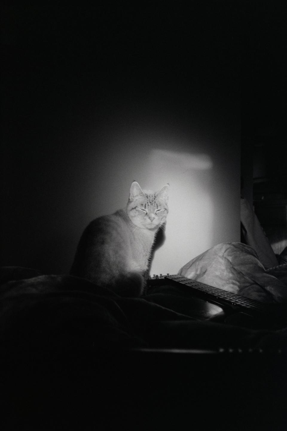 A cat sits on a bed next to a guitar, illuminated by a bright light.