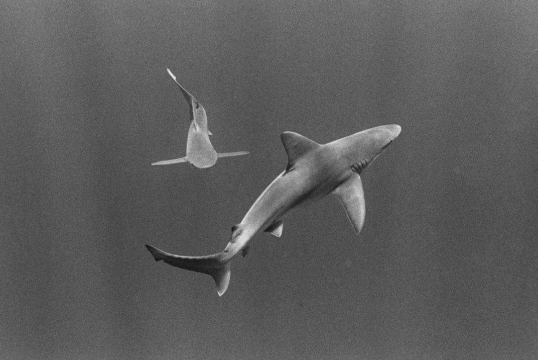 Nikon F6 / Sigma 35 / TMax 400+1, tagged underwater