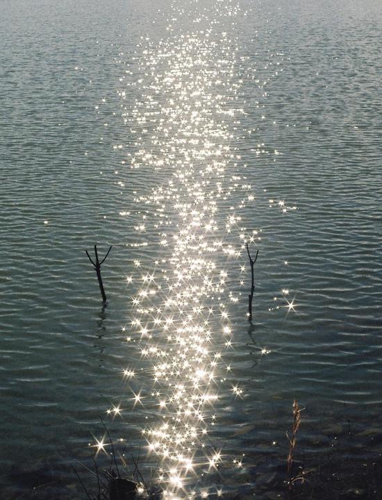 Sunlight sparkles on the surface of a body of water with two small branches emerging from it.