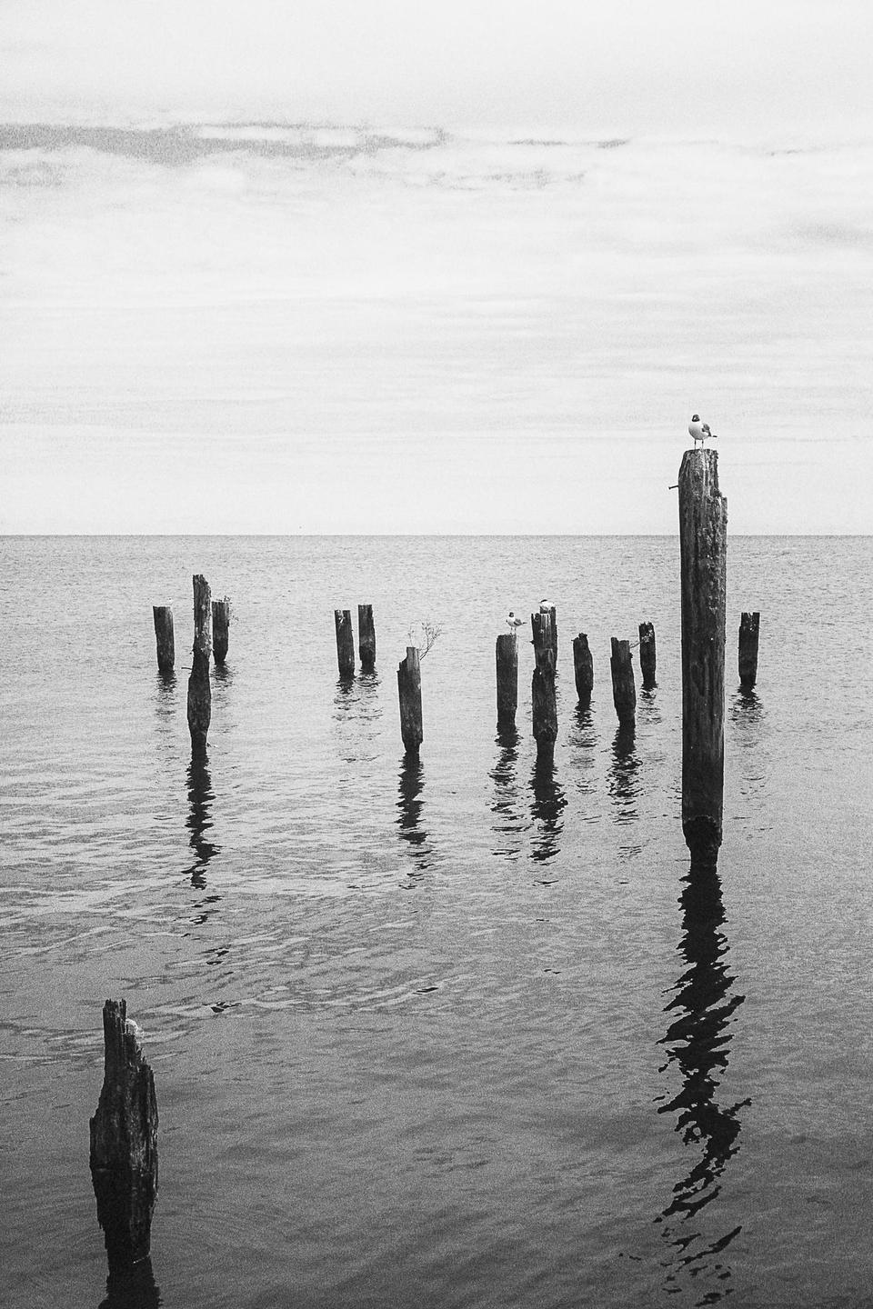 A seagull perches on a wooden post in the water, with other posts visible in the distance.