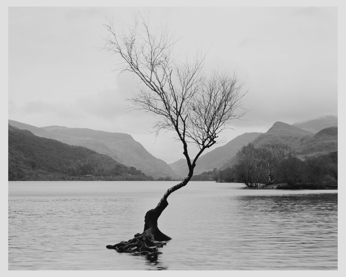 A bare tree with exposed roots stands in a lake surrounded by mountains under a cloudy sky.
