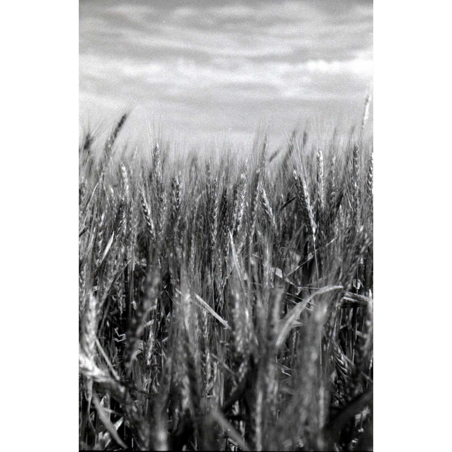 A field of wheat stands tall under a cloudy sky.