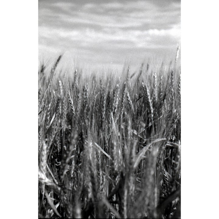 A field of wheat stands tall under a cloudy sky.