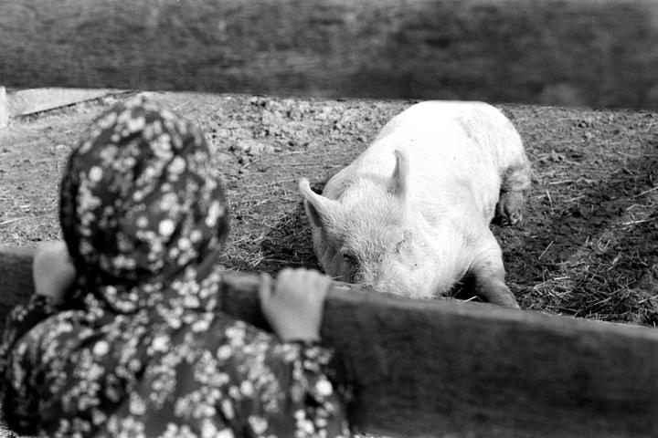 A child in a floral print jacket looks over a wooden fence at a pig with its snout in the dirt.