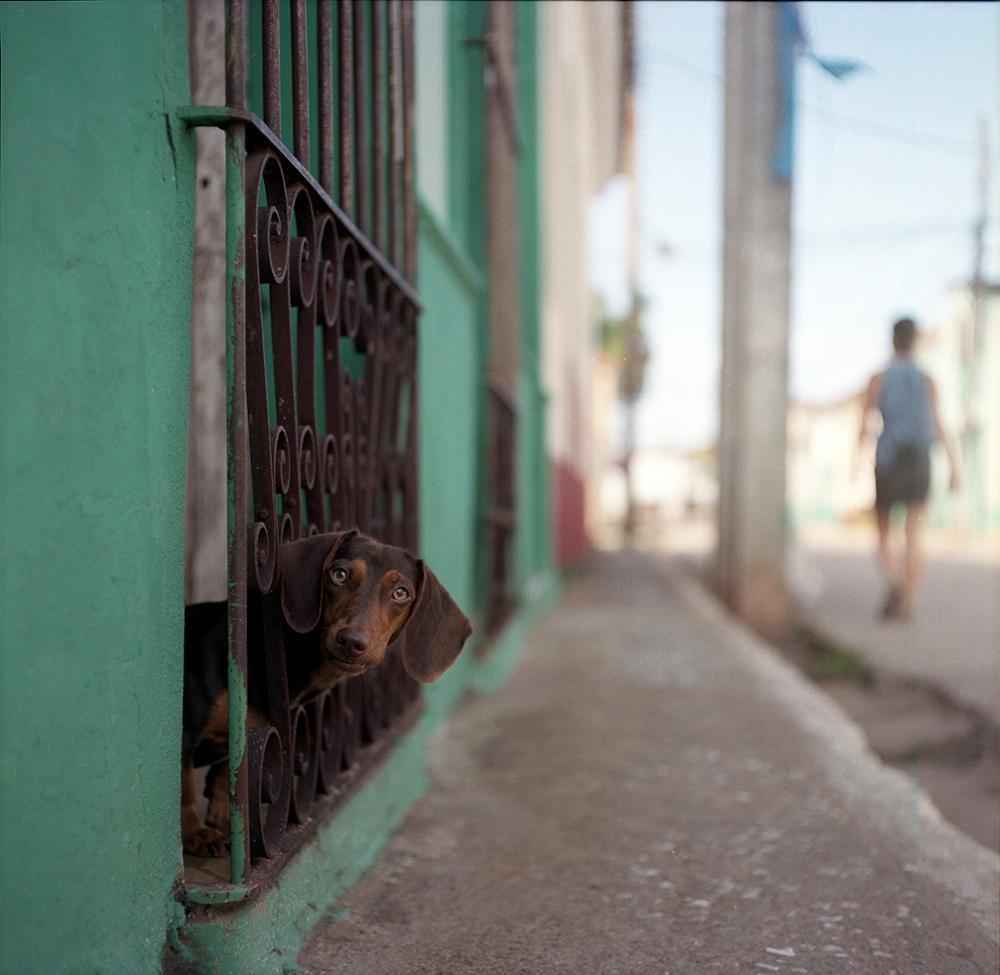 A dachshund looks out from behind a metal grate on a green building as a person walks away in the background.