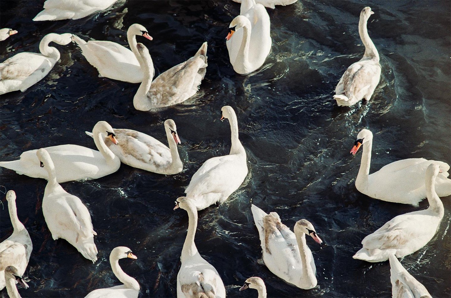Many swans swim in dark water.