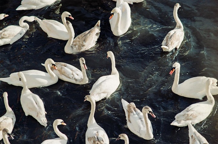 Many swans swim in dark water.