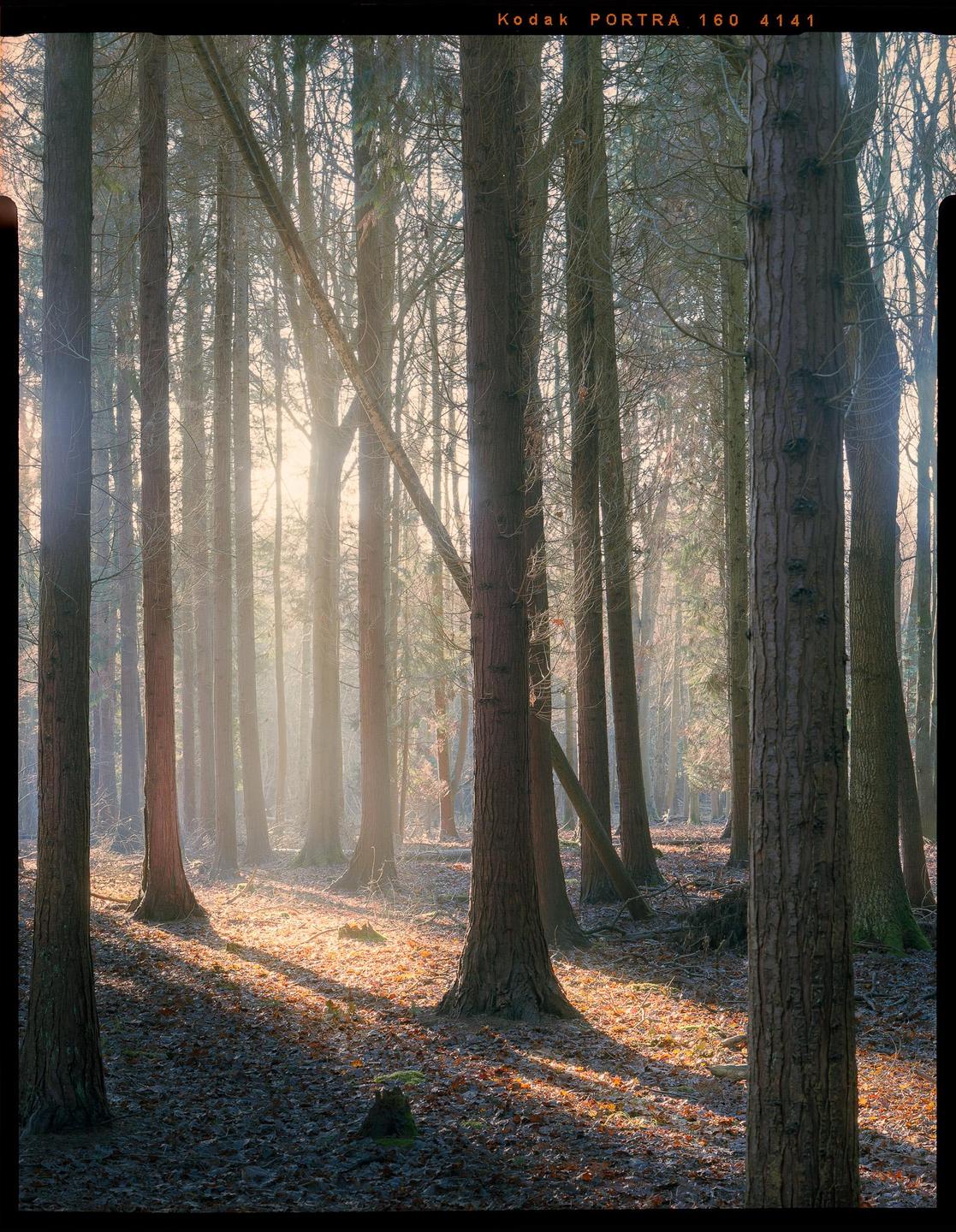 Sunlight streams through a hazy forest, illuminating the ground with dappled light.
