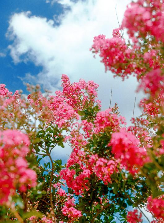 Pink flowers and green leaves are visible against a blue sky with white clouds.