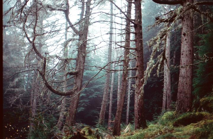 A dense forest with tall trees and moss-covered branches is shrouded in fog.