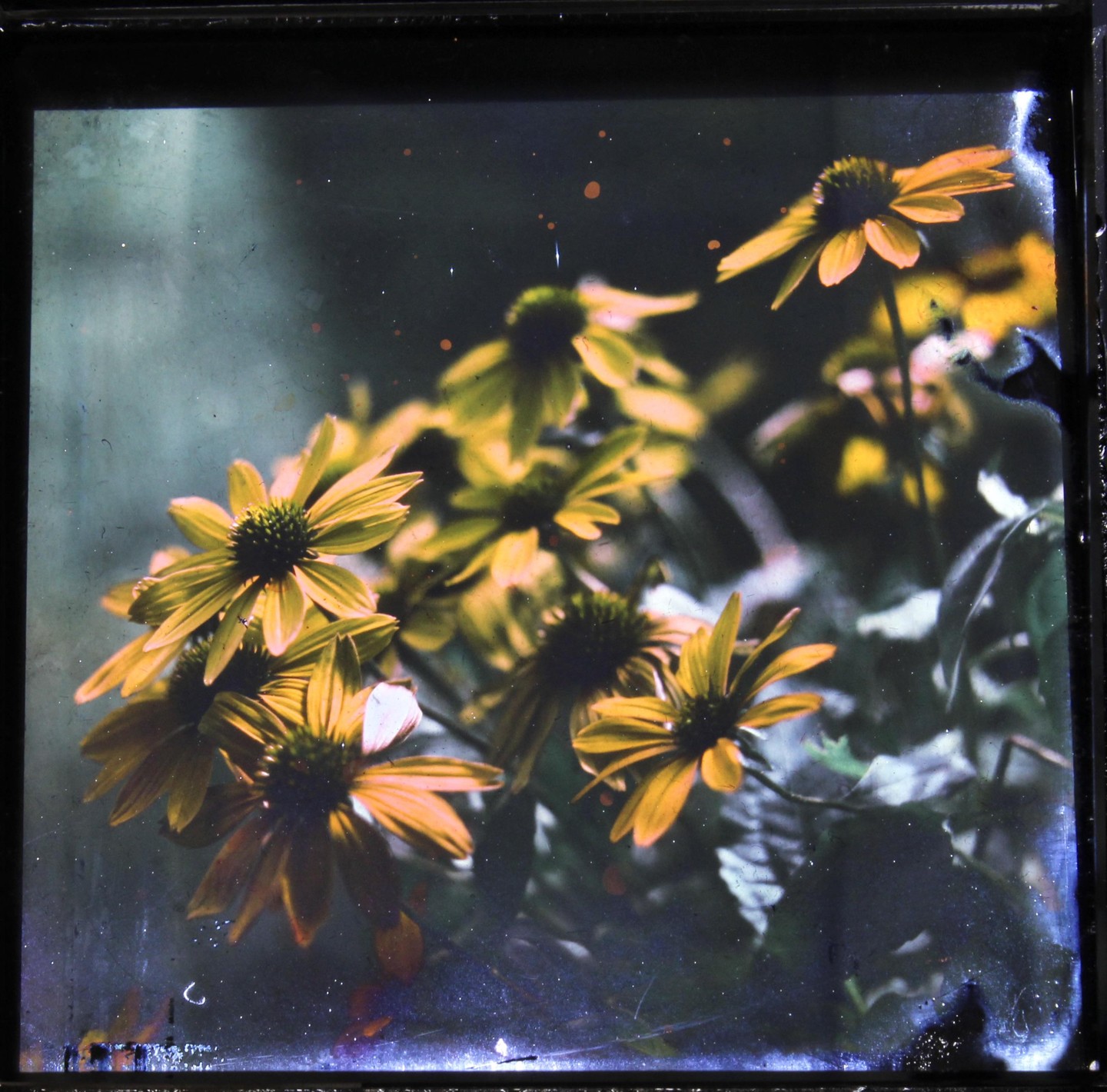 A cluster of yellow flowers with dark centers is shown against a dark background.