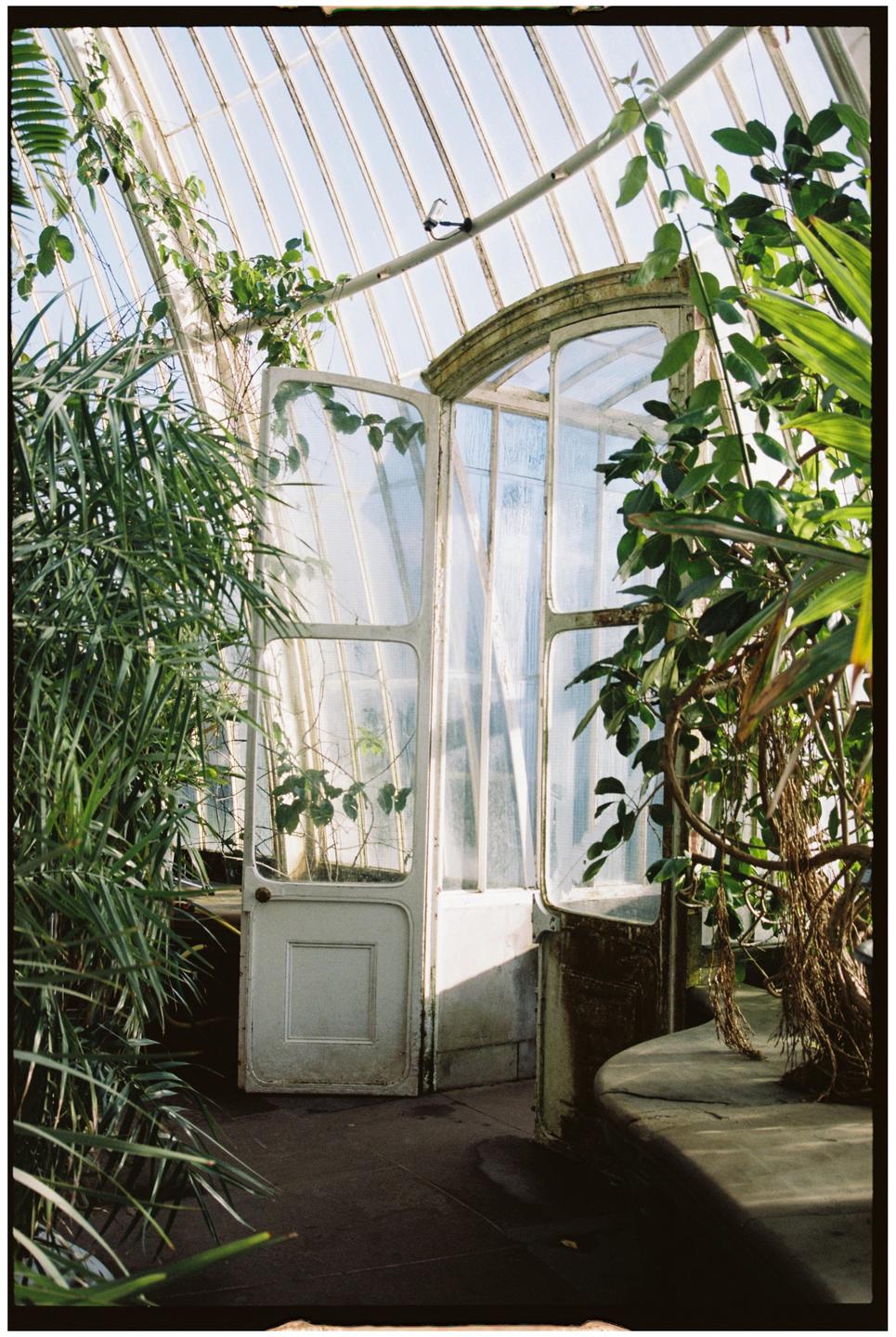 An open door in a greenhouse is surrounded by lush green plants and sunlight streaming through the glass roof.