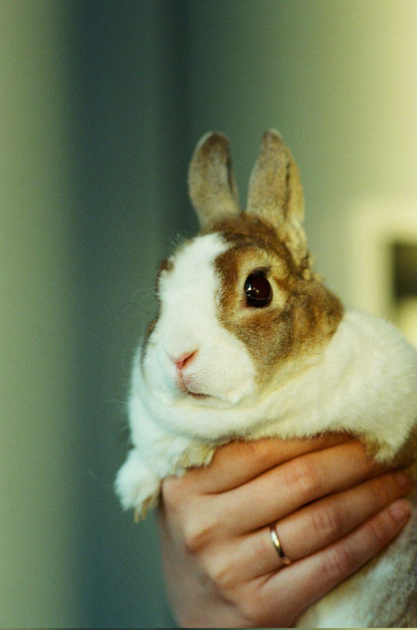 A person holds a brown and white rabbit with large dark eyes.