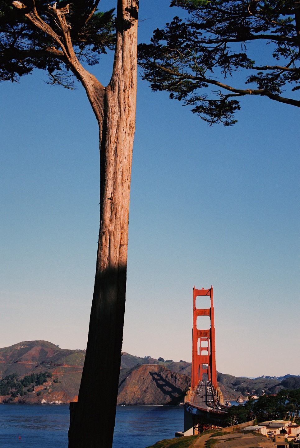 A tall tree trunk stands in the foreground with the Golden Gate Bridge visible in the background over a body of water and hills.