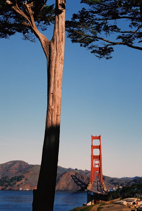 A tall tree trunk stands in the foreground with the Golden Gate Bridge visible in the background over a body of water and hills.