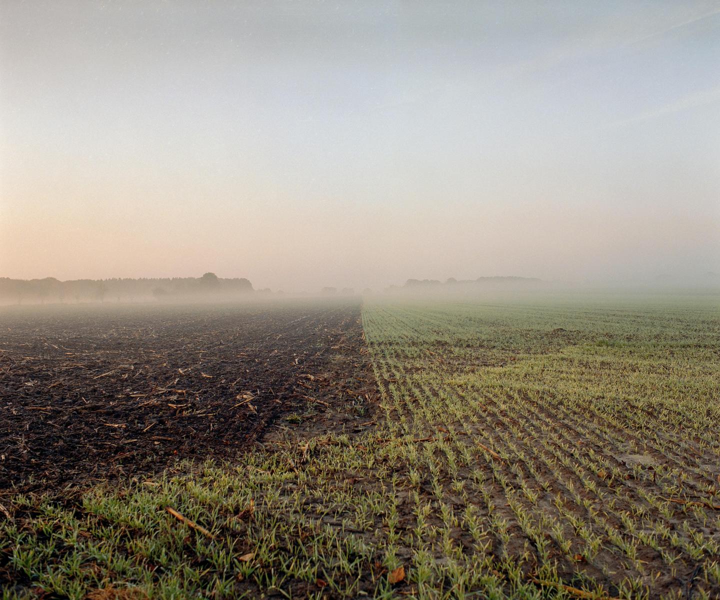 A field is divided between tilled soil and rows of green sprouts under a hazy sky.