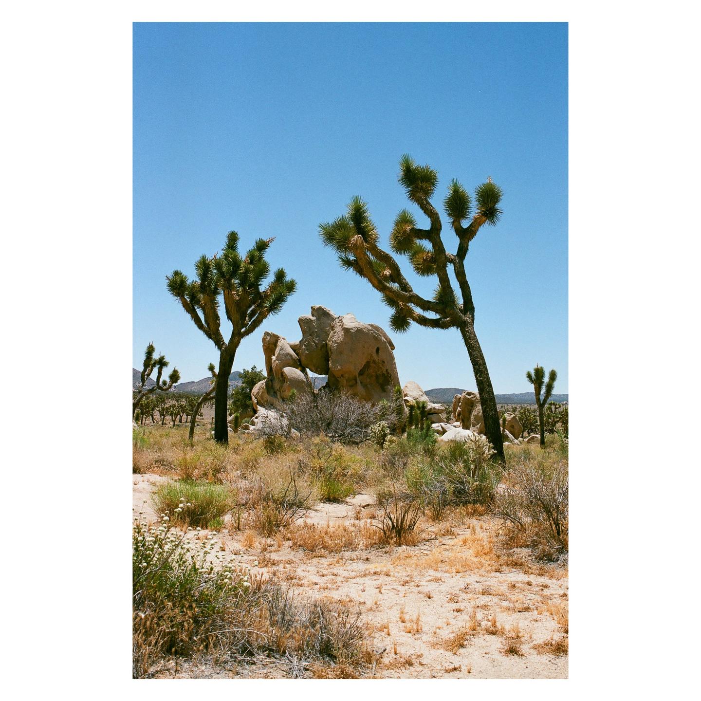 Two Joshua trees stand in a desert landscape with large rock formations under a clear blue sky.