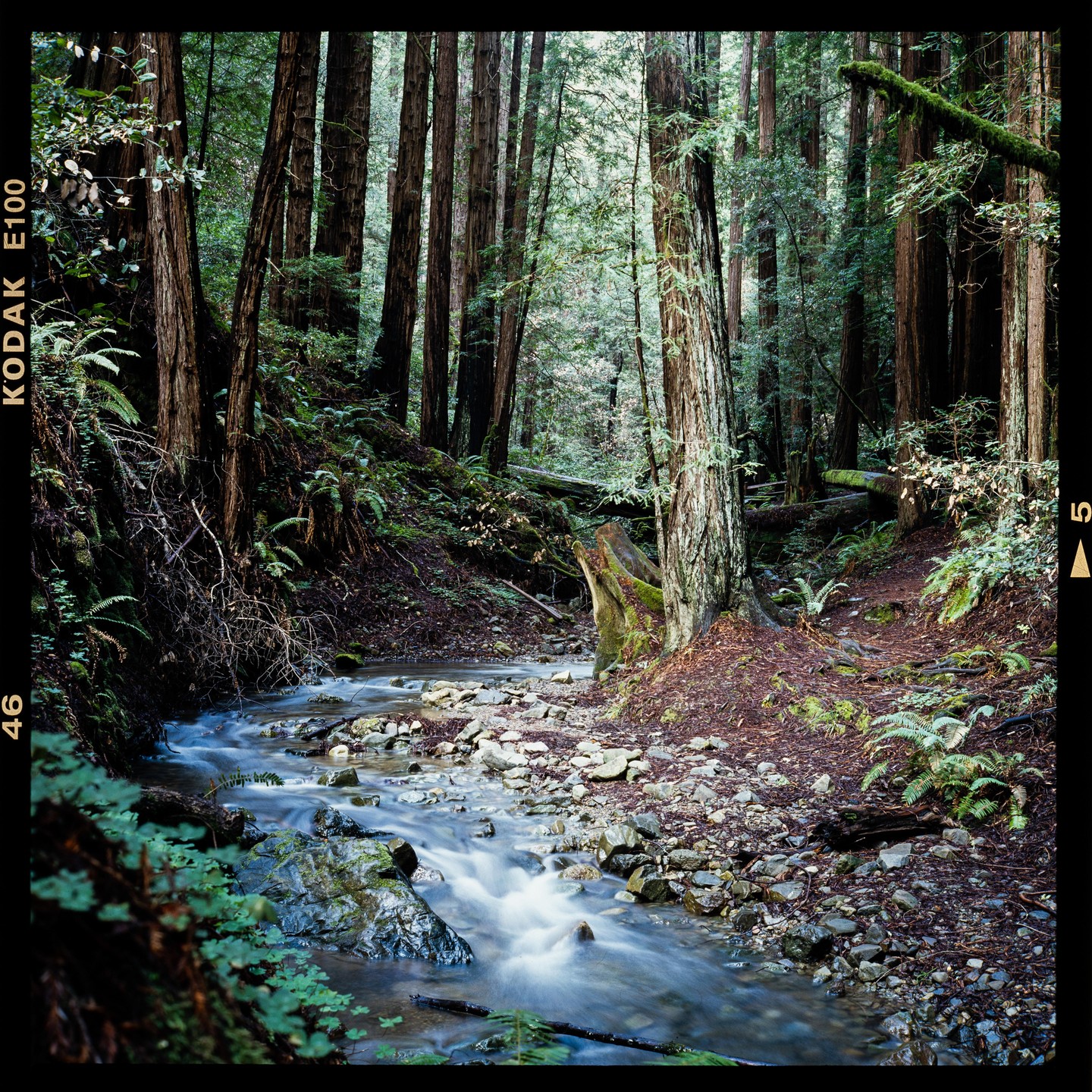 A small stream flows over rocks through a forest of tall trees and ferns.