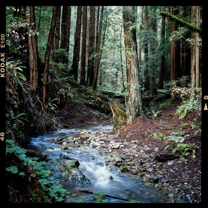 A small stream flows over rocks through a forest of tall trees and ferns.