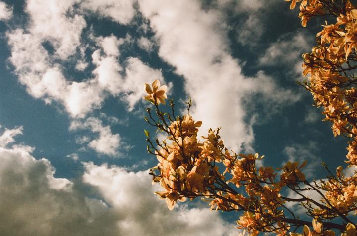 A branch of magnolia blossoms is set against a blue sky with white clouds.