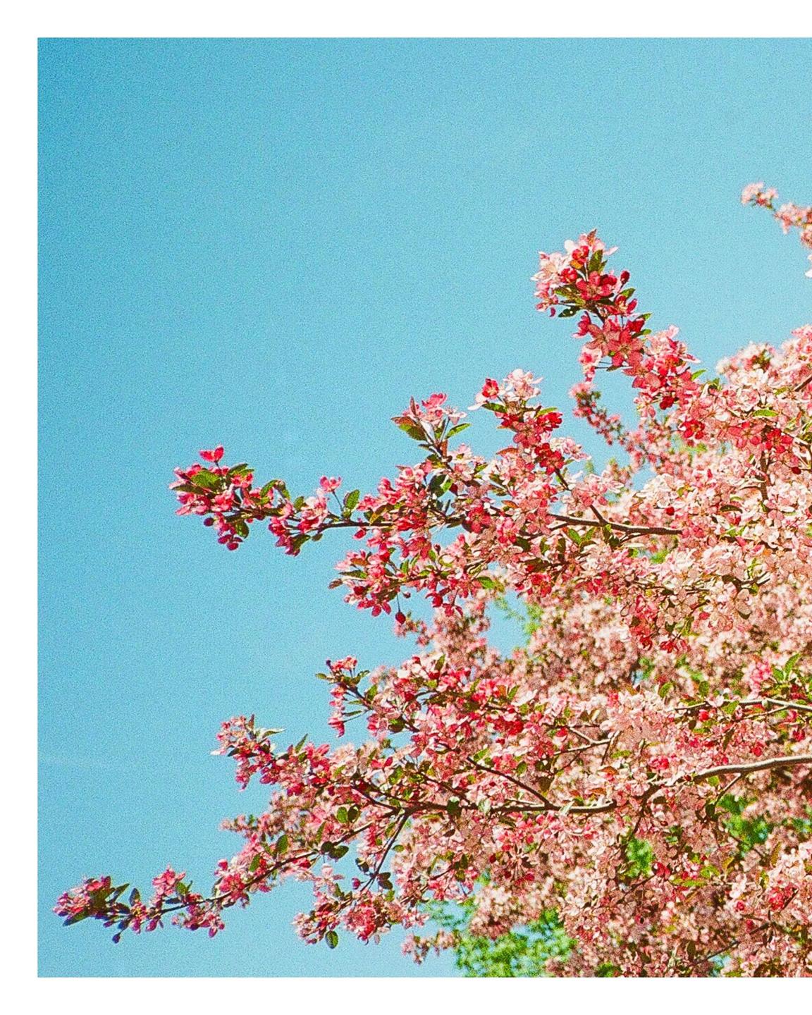 Pink blossoms on tree branches are set against a clear blue sky.