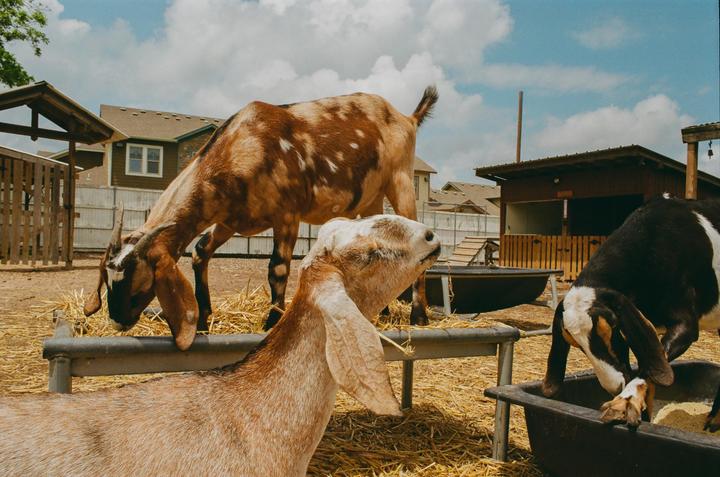 Three goats are eating hay and feed in a pen with buildings and a fence in the background.