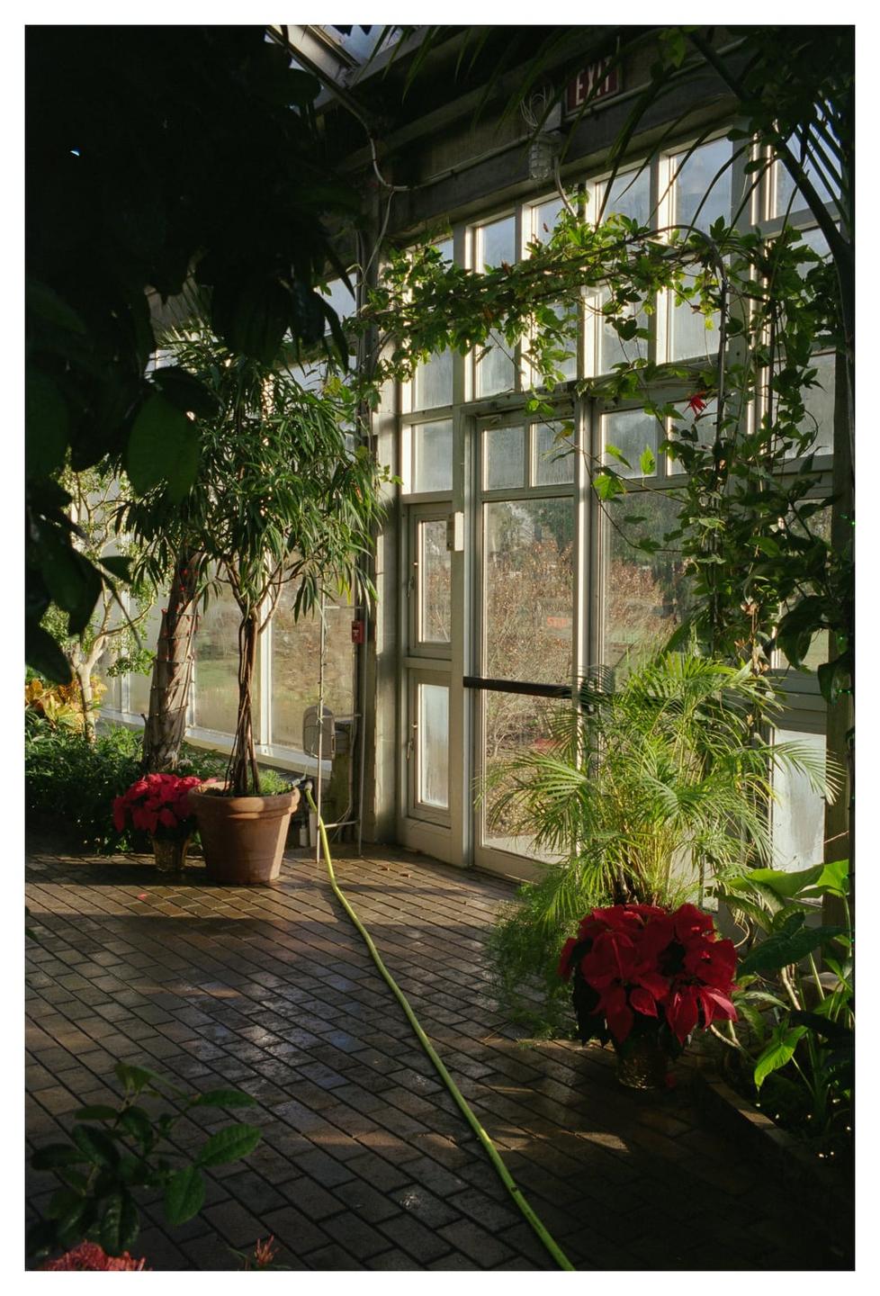A greenhouse interior features potted plants, including poinsettias, and a long green hose on a brick floor, with sunlight streaming through large windows.