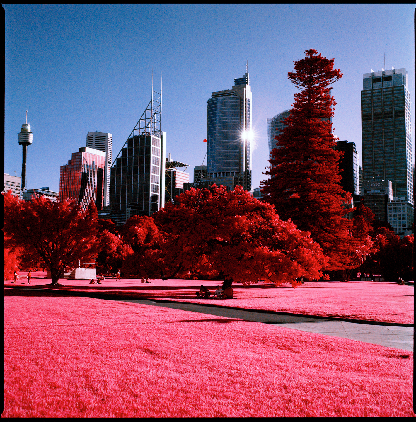 A park with bright red trees and pink grass is in the foreground of a city skyline with tall buildings.