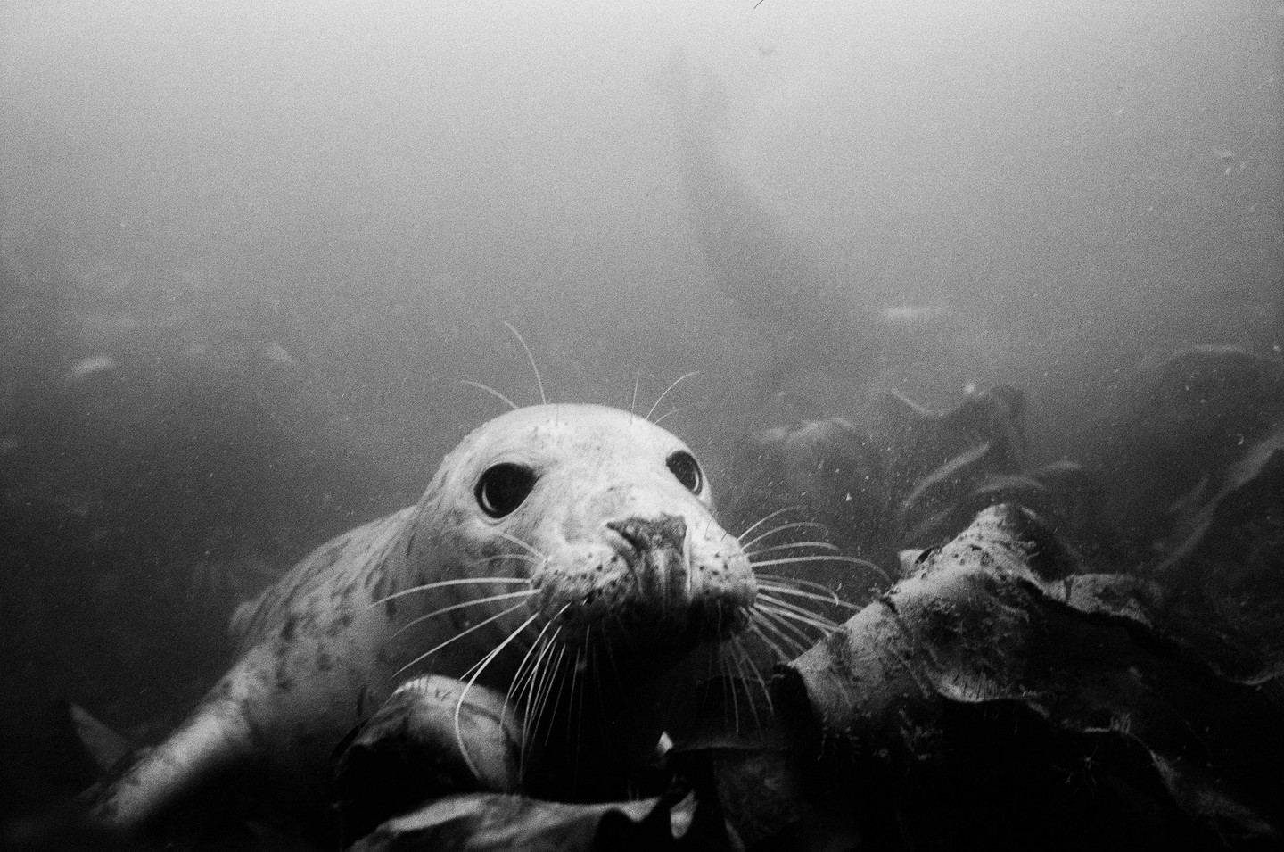 A seal with large eyes and whiskers looks directly at the camera from underwater.