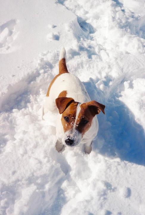 A small dog with brown and white fur stands in deep snow, looking up at the viewer.