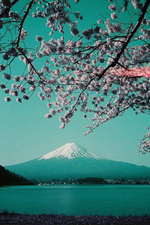 Cherry blossoms frame a view of Mount Fuji across a lake with a bridge in the distance.