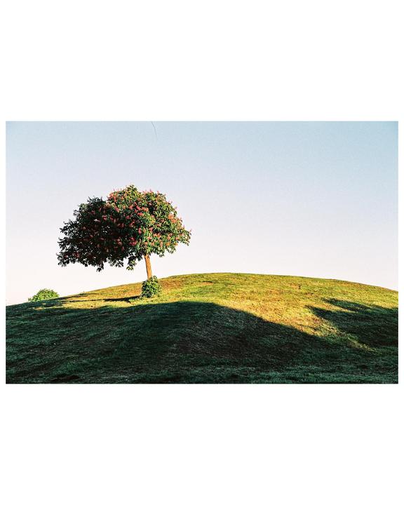 A single blooming tree stands on a grassy hill under a clear sky.