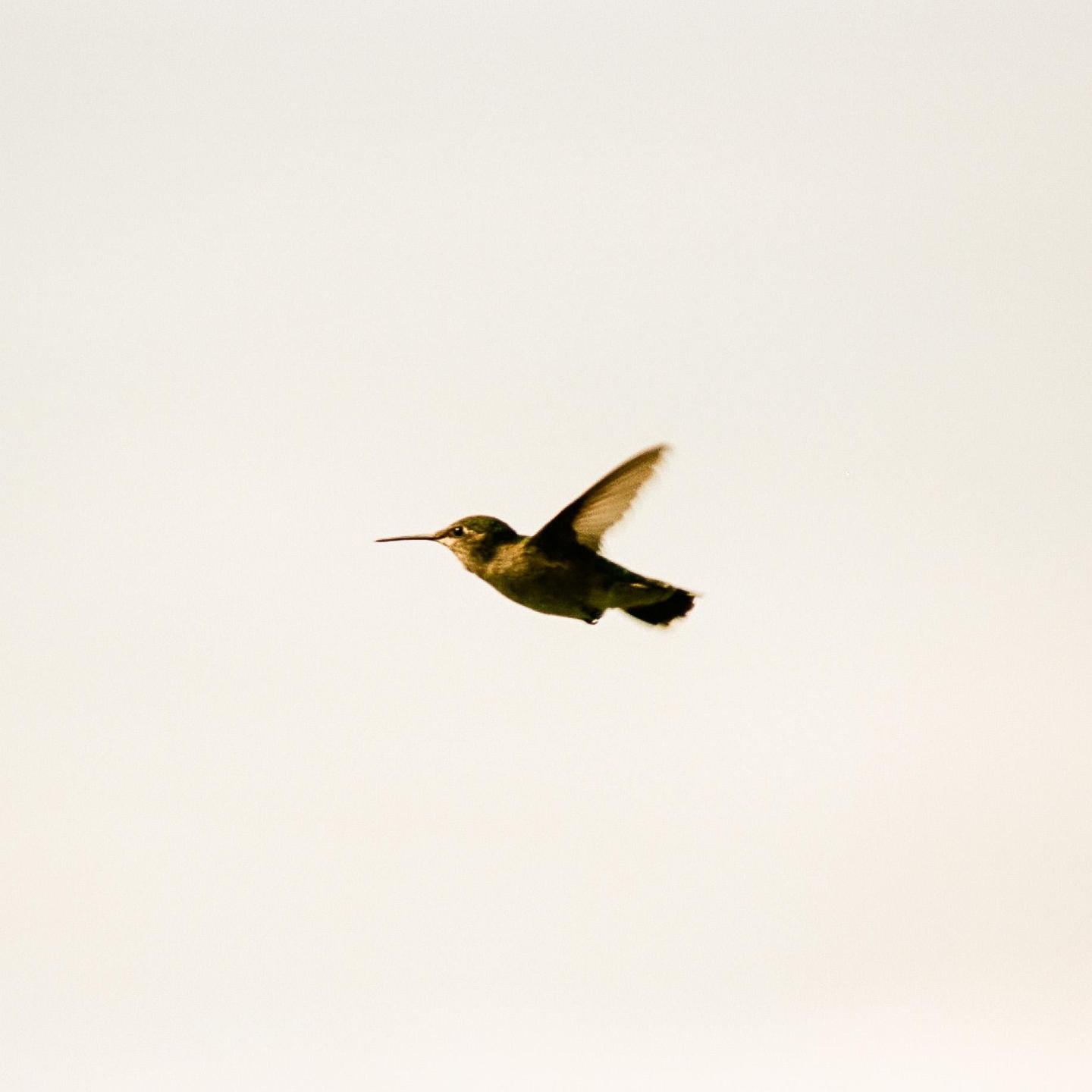 A hummingbird is captured mid-flight against a plain background.