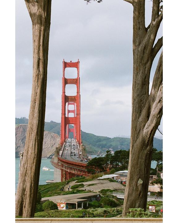 The Golden Gate Bridge is framed by two large tree trunks, with cars driving across it and a boat in the water below.