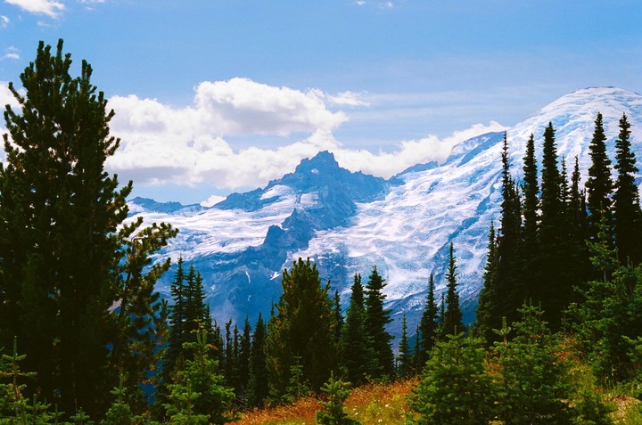 A snow-capped mountain range rises behind a forest of pine trees under a blue sky with white clouds.