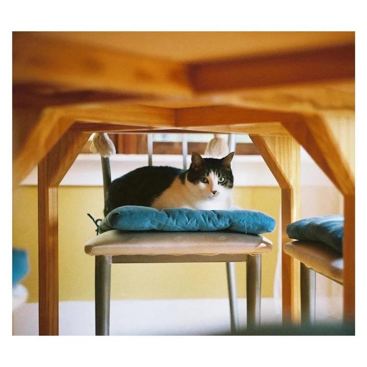A black and white cat with green eyes sits on a blue cushion under a wooden table.