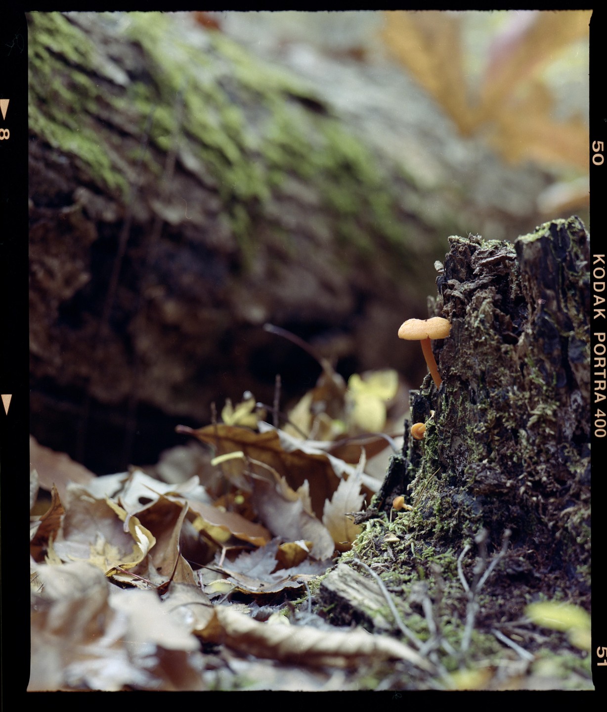 A small orange mushroom grows on a mossy tree stump surrounded by fallen autumn leaves.